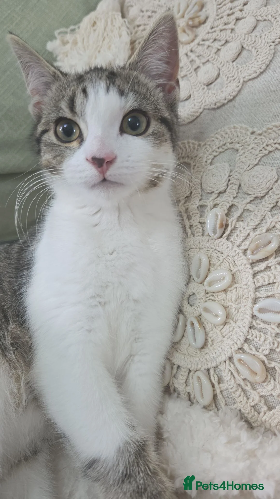 Mixed Breed cats for sale: Dotty in Newbiggin-by-the-Sea - Advert 2