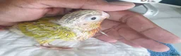 Conures birds for sale: hand reared baby suncheek conures  - Advert 13
