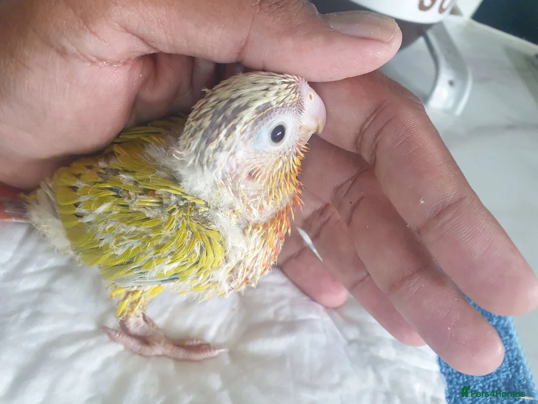 Conures birds for sale: hand reared baby suncheek conures  - Advert 13