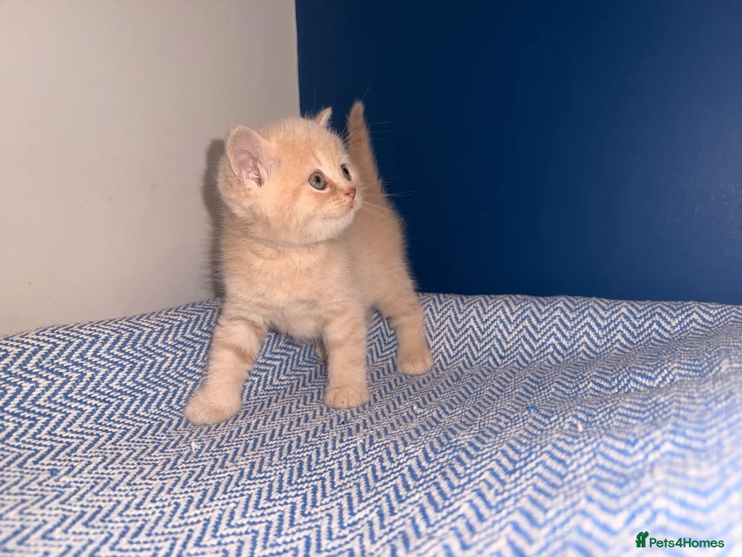 British Shorthair cats for sale: GCCF REGISTERED BRITISH SHORTHAIRS  - Advert 18