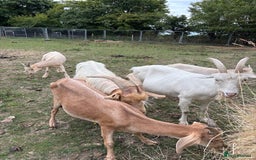 Goats livestock for sale: Goat family for Sale. - Image 2