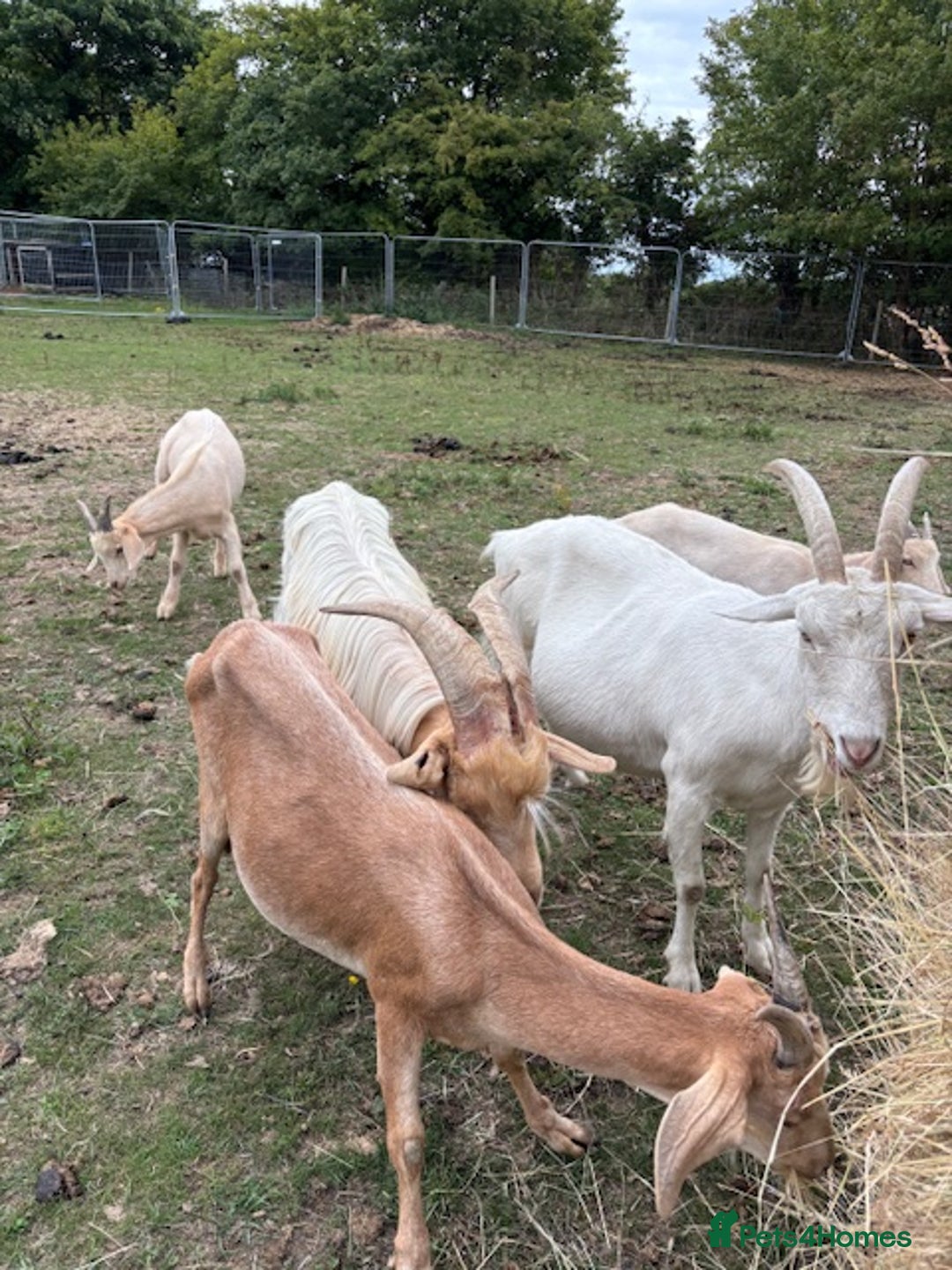 Goats livestock for sale: Goat family for Sale. - Image 2