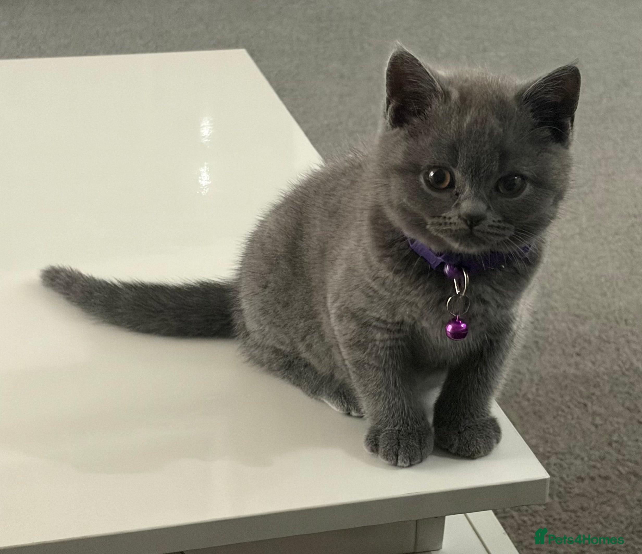 British Shorthair cats REDUCED GCCF registered, 5 gen championship BSH - Advert 2