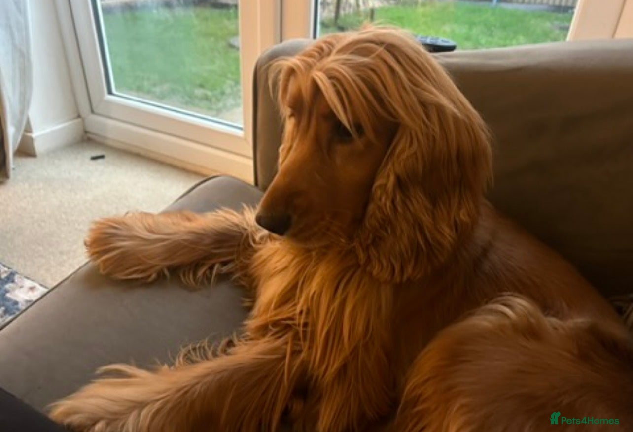 Cocker Spaniel dogs for sale: Utterly Gorgeous KC Reg Cocker Spaniel Pups, July - Advert 2