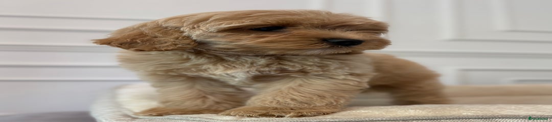 Cavapoo Puppy 4