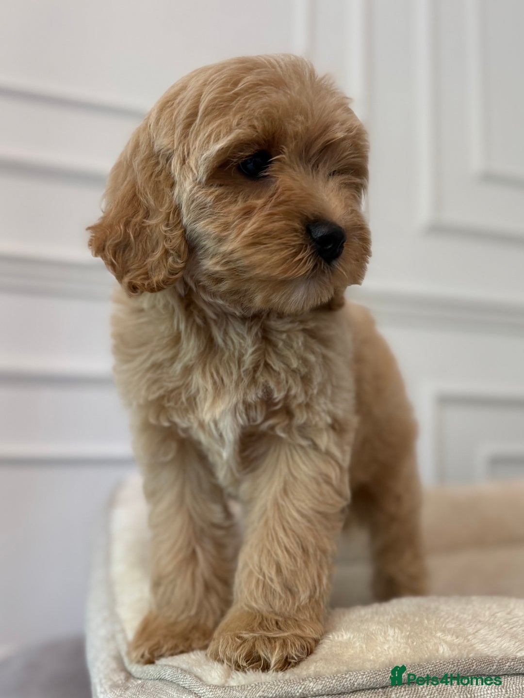 Cavapoo dogs for sale: Cavapoo puppy’s Extensively health tested parents - Image 5