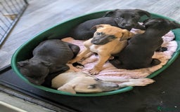 Lurcher dogs for sale: Lurcher pups ready to go to there forever home - Image 21
