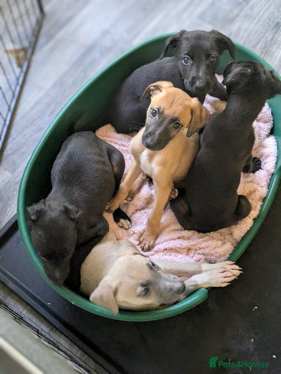 Lurcher dogs for sale: Lurcher pups ready to go to there forever home - Image 21