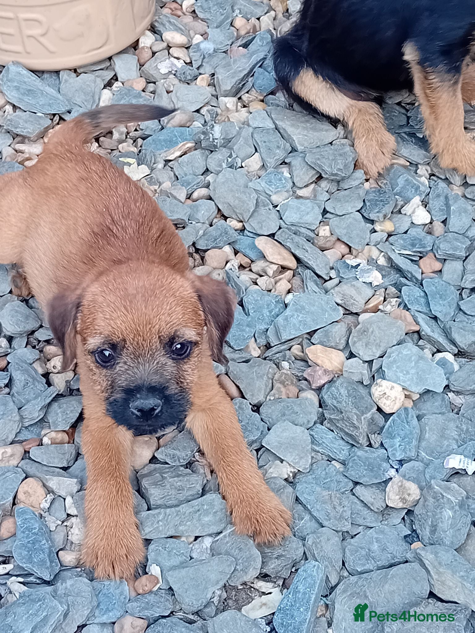 Border Terrier dogs Border terrier puppies  - Advert 1