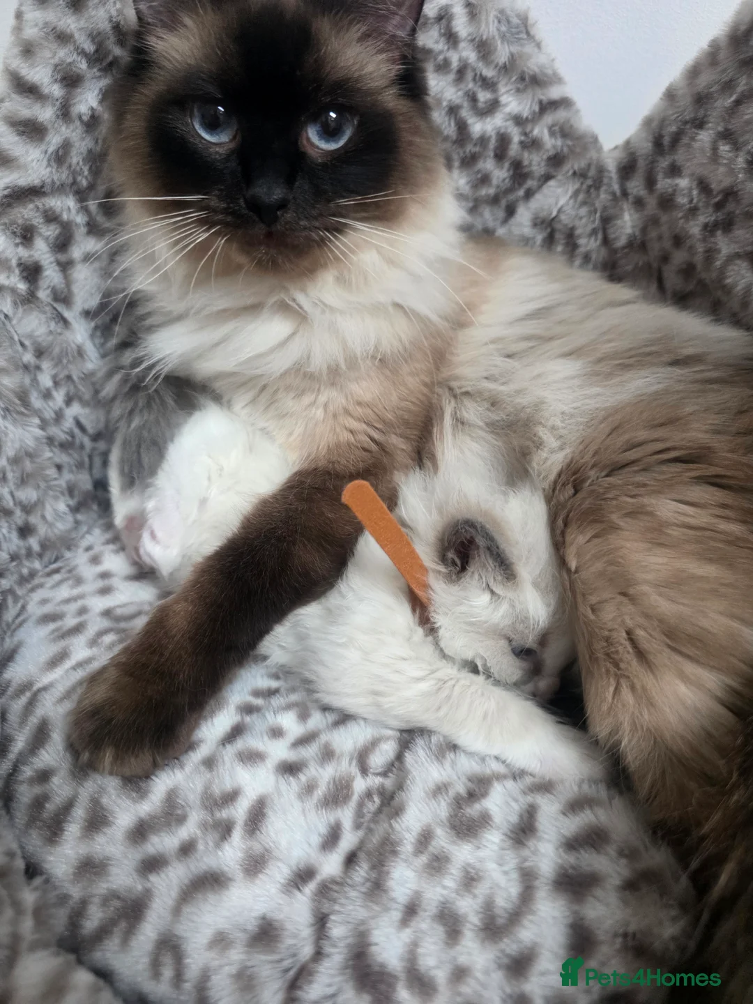 Ragdoll cats for sale: Stunning Ragdoll kittens - Advert 23