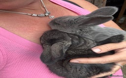 British Giant rabbits for sale: Giant rabbits  - Image 8