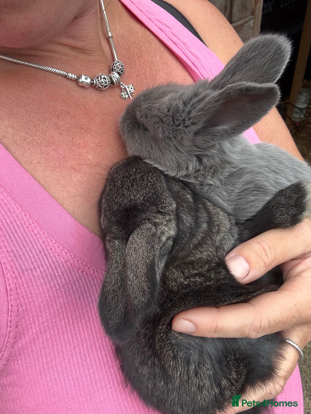 British Giant rabbits for sale: Giant rabbits  - Image 8