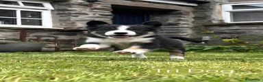 Border Collie 1