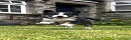 Border Collie dogs for sale: 🐾 🐾 ISDS Registered Border Collie Pups 🐾 🐾  - Advert 2