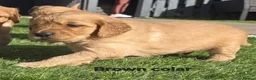 Golden Retriever dogs for sale: Lovely Golden Retriever Puppy's  - Advert 29
