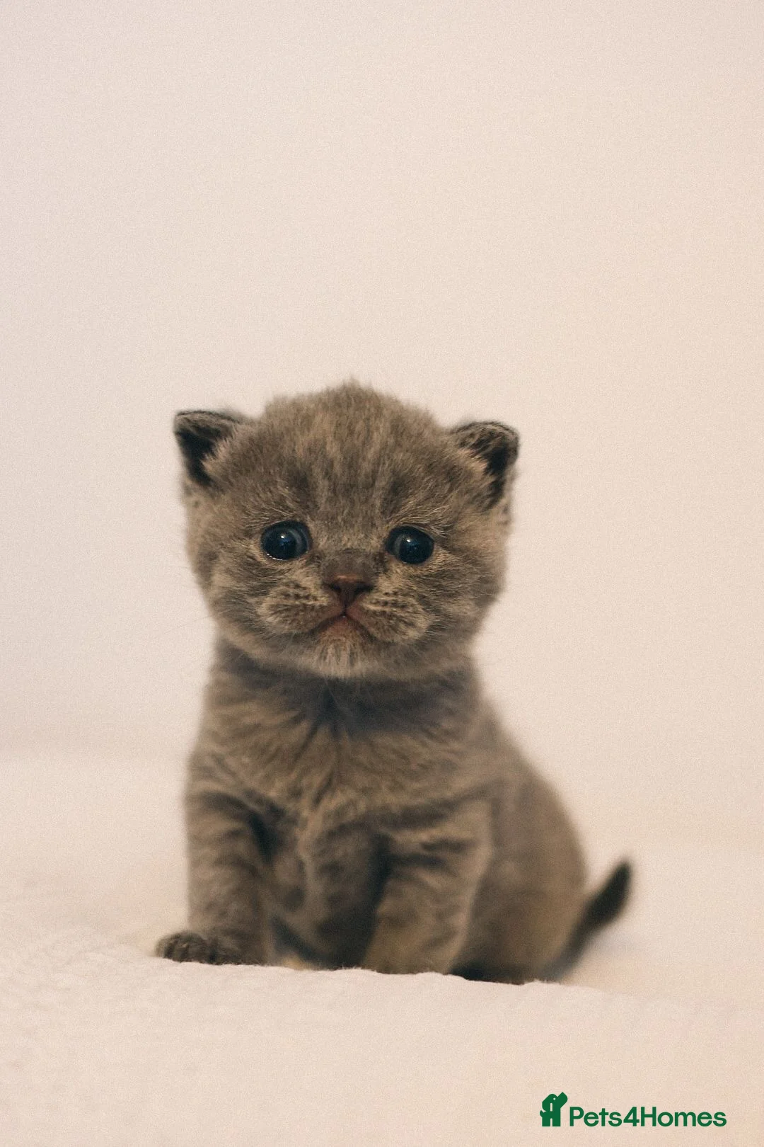 Scottish Fold cats for sale: Beautiful Scottish fold / straight for sale  in Basildon - Advert 2