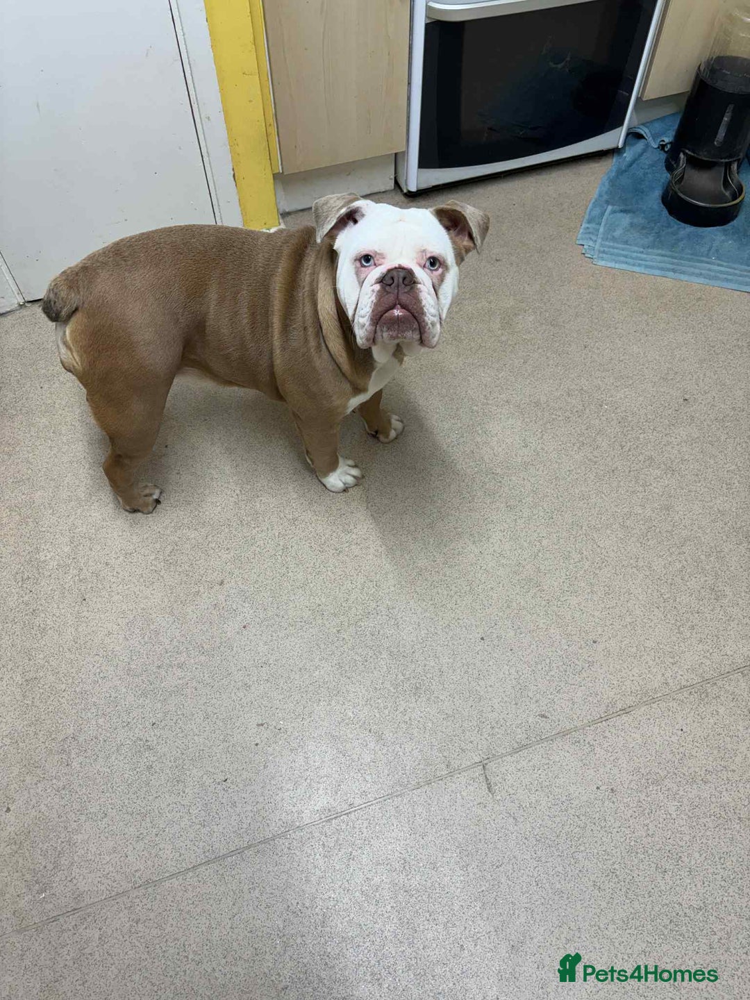 English Bulldog dogs for sale: New English bulldog girl - Advert 2