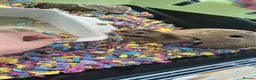 Hamster rodents for sale: Hamster and full set up available  - Advert 4