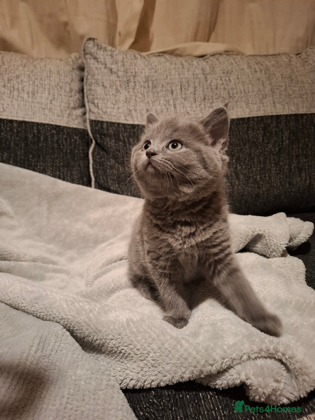 British Shorthair cats for sale: BSH x Ragamuffin Kittens - Advert 8