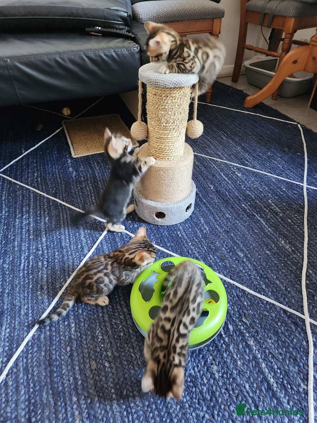 Bengal cats for sale: ✨Pure Bengal Kittens – Champion Bloodline ✨ - Image 4