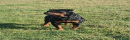Rottweiler dogs for sale: Rottweiler puppies - ready  **   - Advert 12