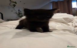 British Longhair cats for sale: 7 kittens boys and girls. British longhair cross  - Image 36