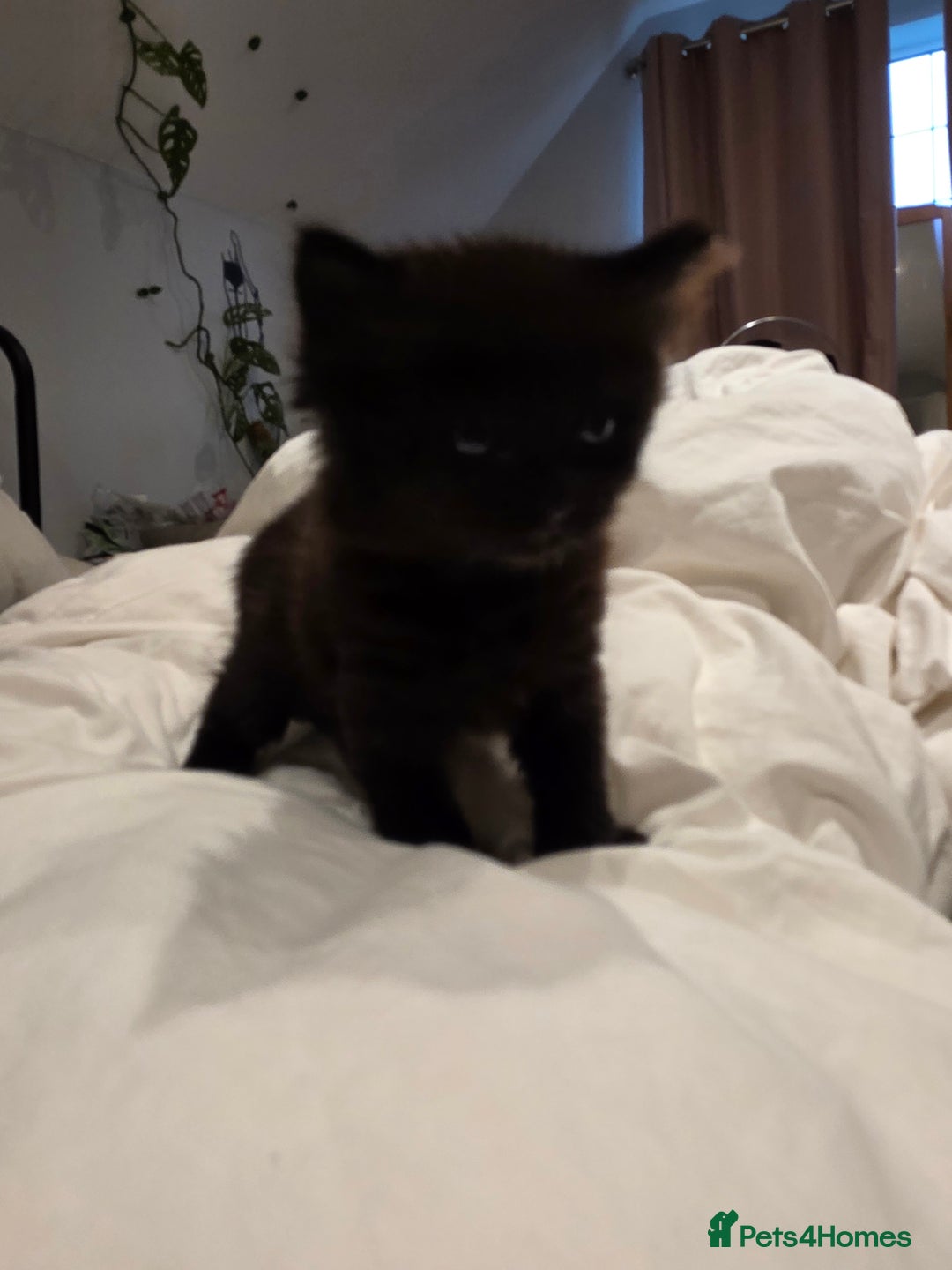 British Longhair cats for sale: 7 kittens boys and girls. British longhair cross  - Image 36