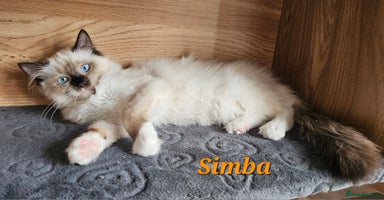 Ragdoll cats in Nelson - Advert 8
