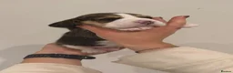 Beagle dogs for sale: KC registered stunning Beagle - Advert 4