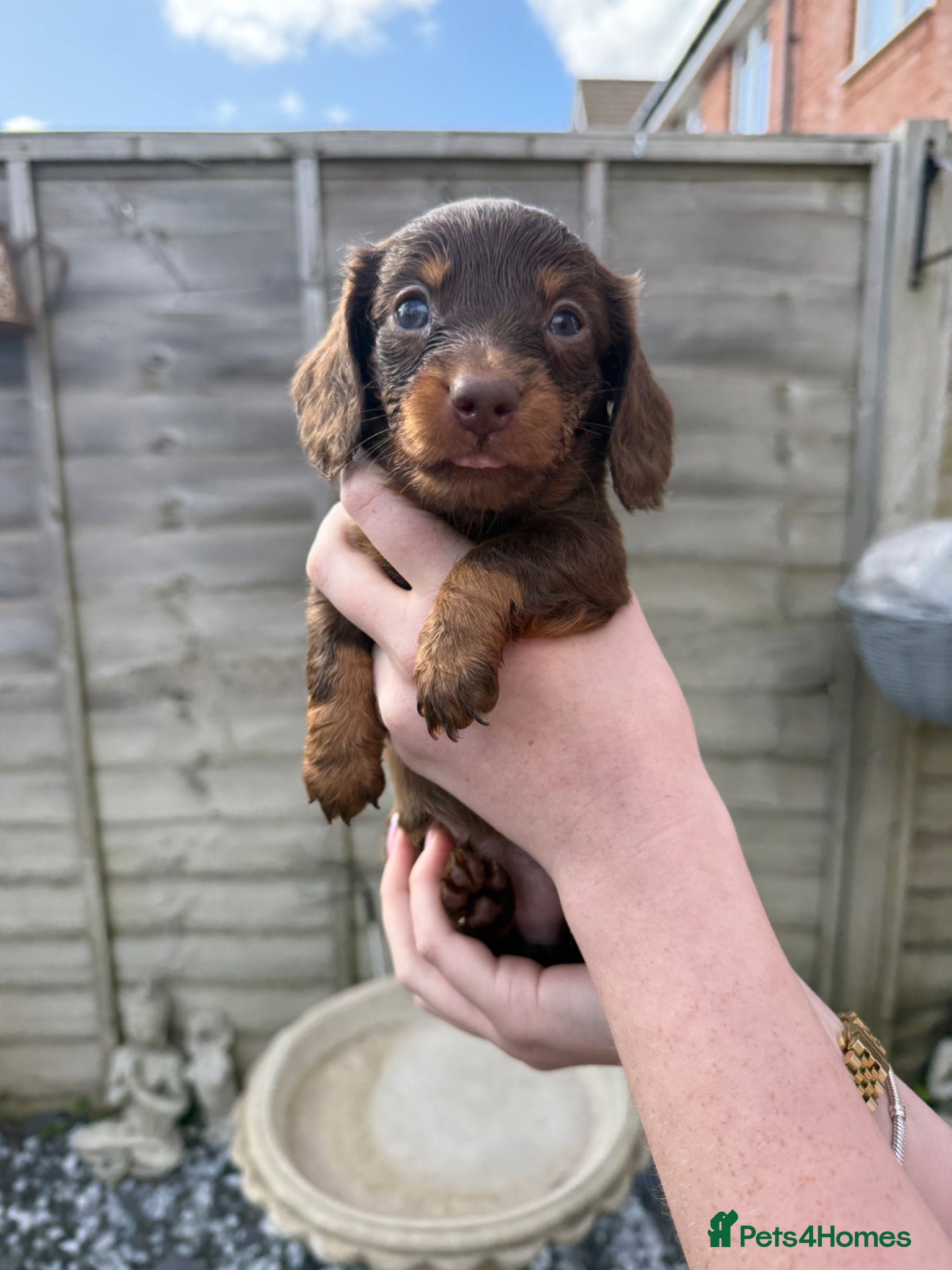 Dachshund dogs Long haired miniature dachshund puppies - Advert 2