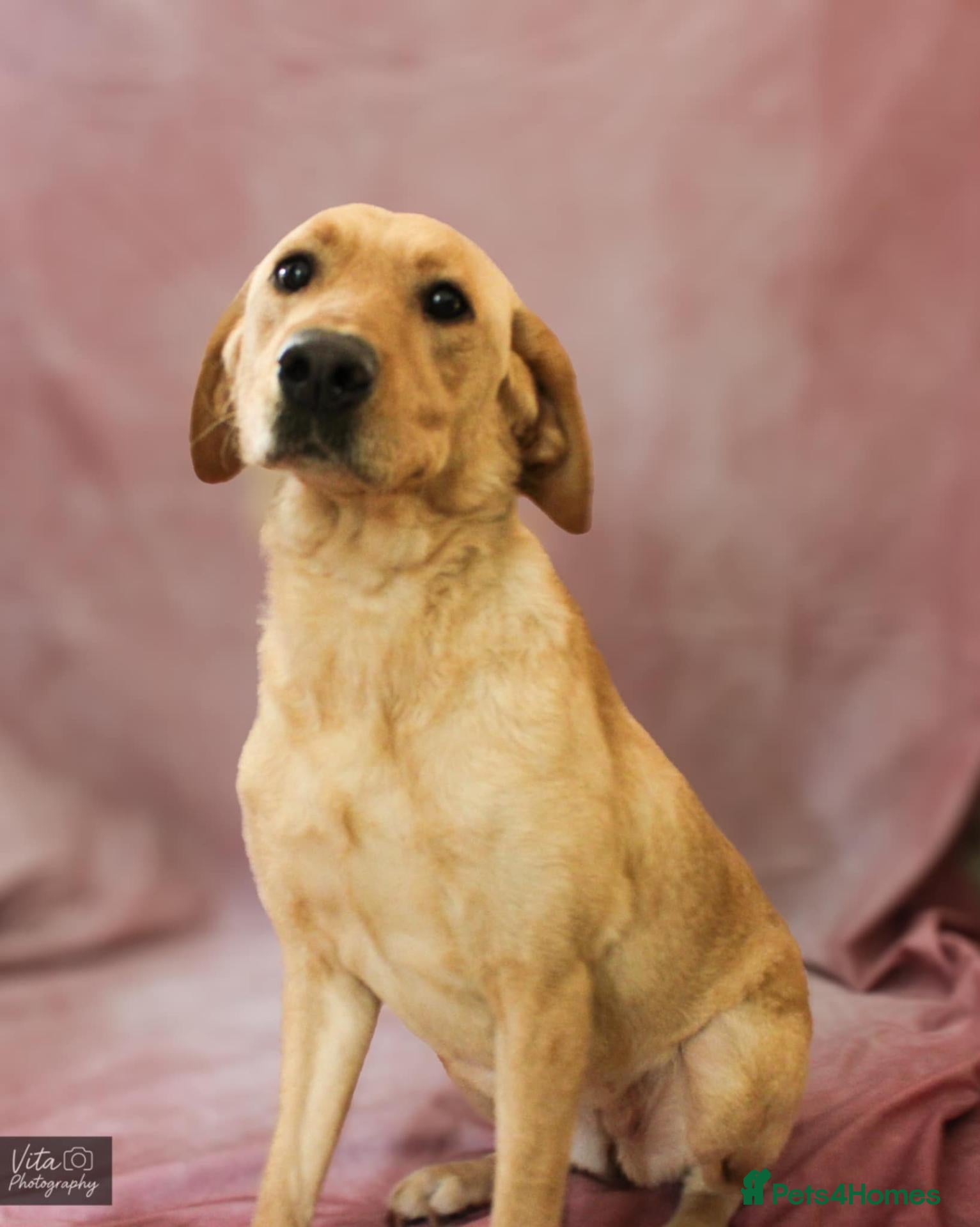 Labrador Retriever dogs Retirement home for Labrador Retriever female - Advert 13