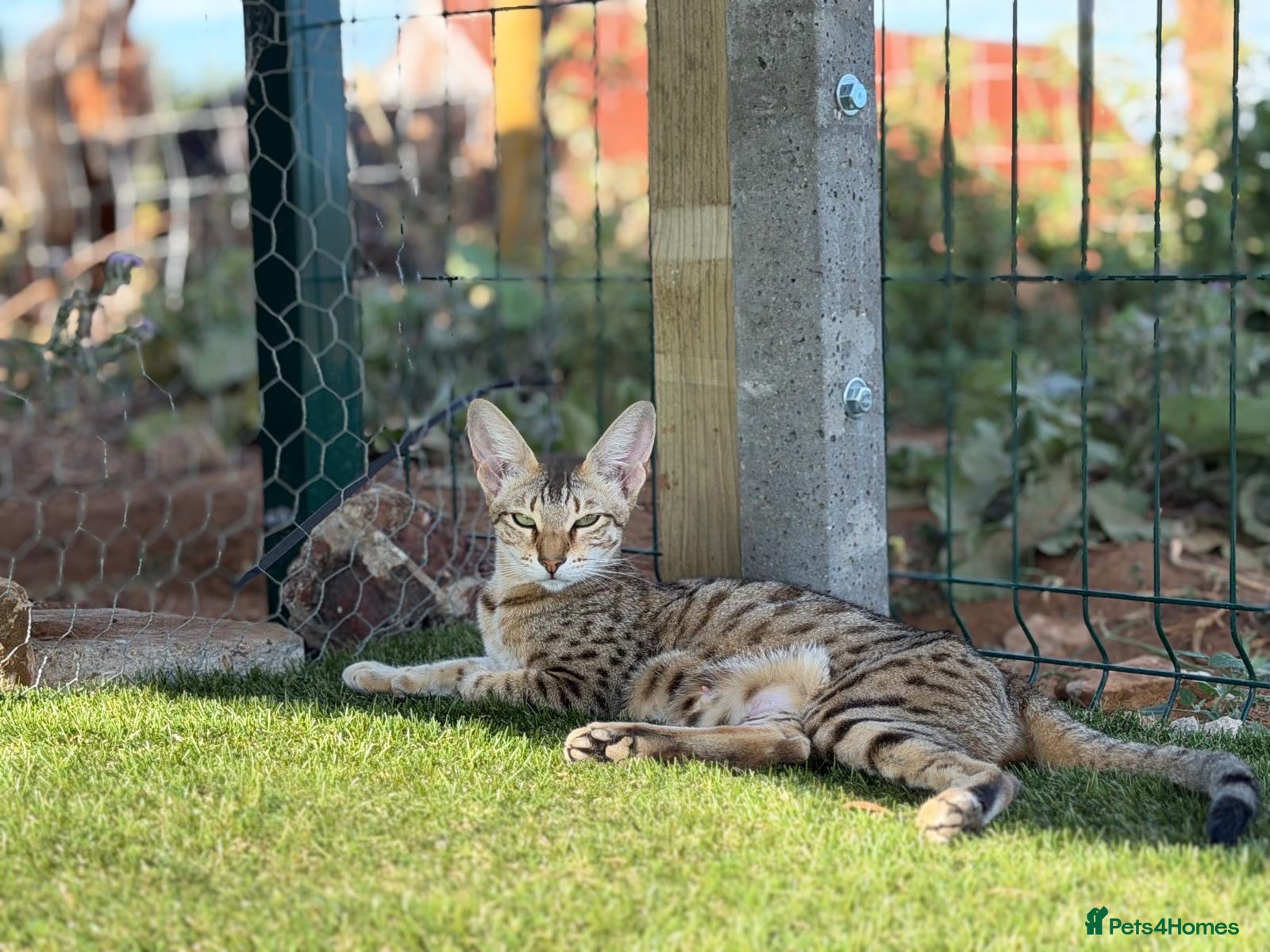 Savannah cats F5 SBT SNOW & BST SAVANNAHS KITTENS - Advert 2