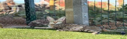 Savannah cats for sale: F5 SBT SNOW & BST SAVANNAHS KITTENS - Advert 1