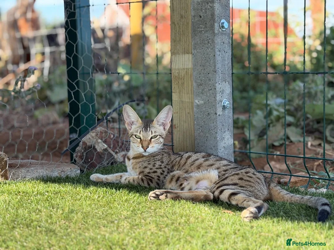 Savannah cats for sale: F5 SBT SNOW & BST SAVANNAHS KITTENS - Advert 1