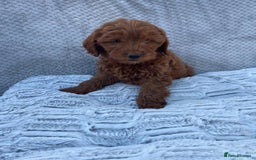Cavapoo dogs for sale: Cavapoo puppies  - Image 5