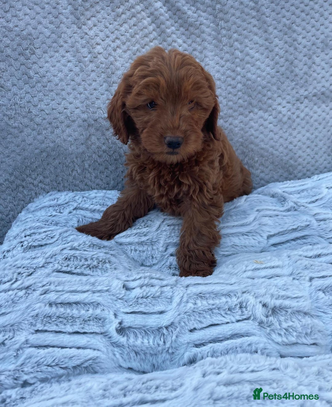 Cavapoo dogs for sale: Cavapoo puppies  - Image 5
