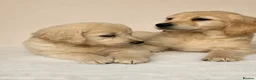 Golden Retriever dogs for sale: Golden retriever puppies - Advert 8
