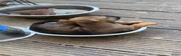 Mixed Breed dogs for sale: German Shepherd mix puppies  in Swansea - Advert 25