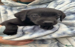 Labrador Retriever dogs for sale: Labrador puppies male & female black KC reg - Image 2