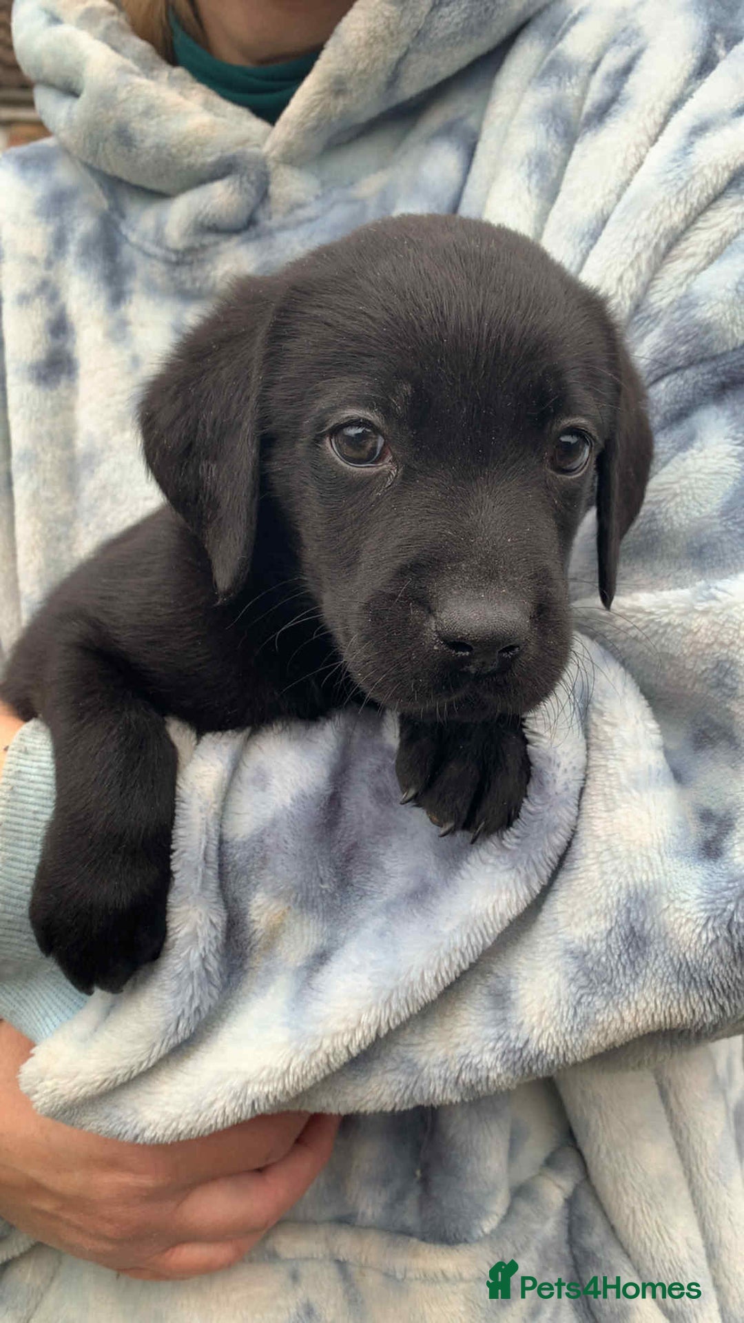 Labrador Retriever dogs for sale: Labrador puppies male & female black KC reg - Image 2