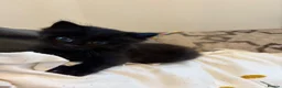 Mixed Breed cats for sale: X Maine Coon kittens  - Advert 6