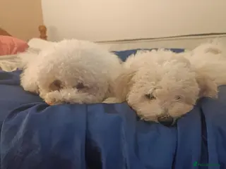 Bichon Frise dogs Bishon frise - Advert 3