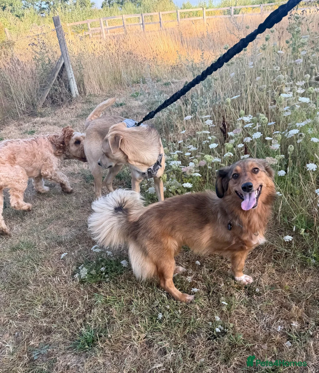 Mixed Breed dogs for sale: 3-Legged Nelly Fostered in Hampshire - Advert 2