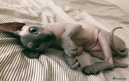 Sphynx cats for sale: Amazing kitten looking for family ❤️❤️❤️ - Image 1