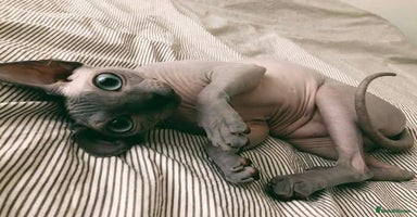Sphynx cats - Advert 10