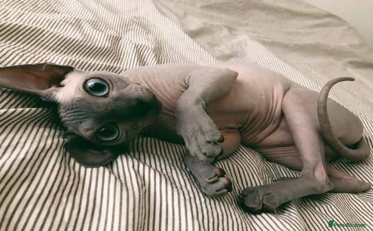 Sphynx cats - Advert 1