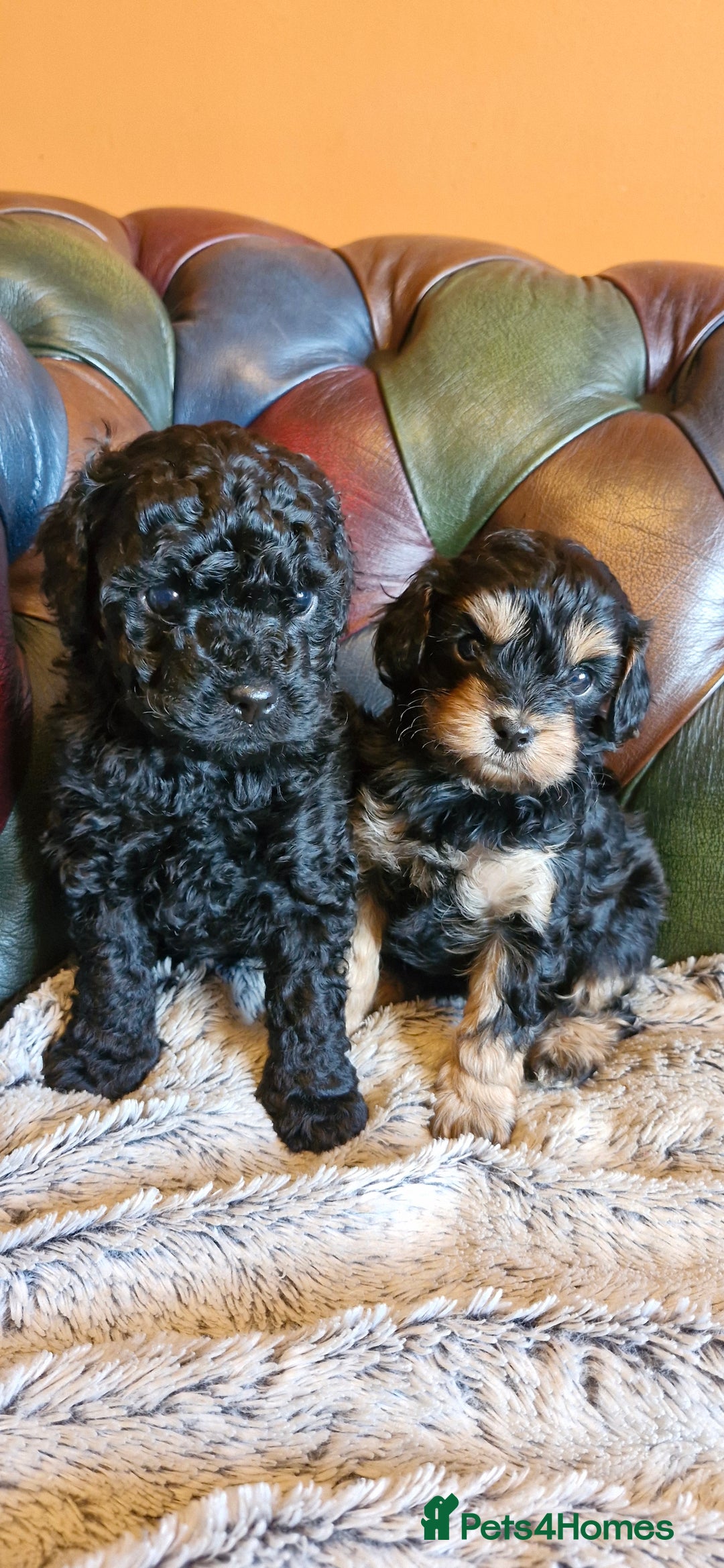 Cavapoo dogs for sale: Gorgeous f1b Cavapoo pups - Advert 11