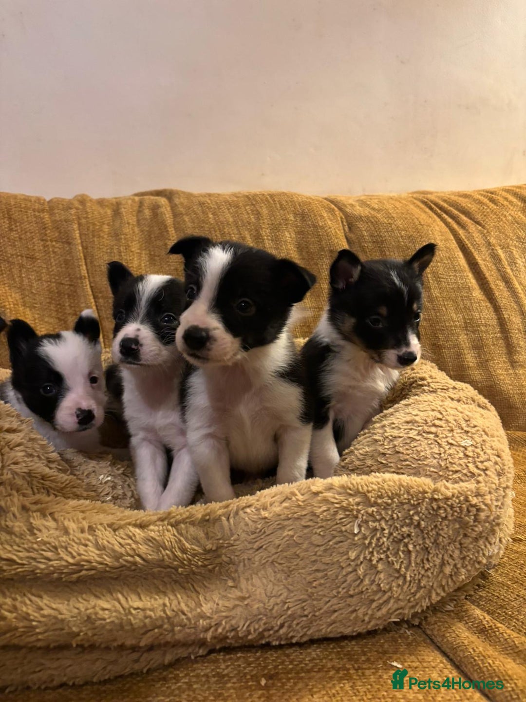 Border Collie dogs for sale: Stunning puppies. Parents health tested - Advert 15