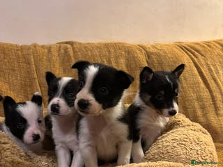 Border Collie dogs Stunning puppies. Parents health tested - Advert 14
