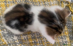 Domestic Shorthair cats for sale: Mrs Gemma Burton - Image 3